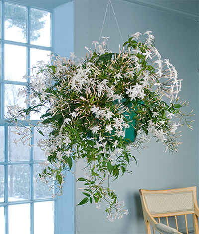 jasmine-in-bloom-on-a-wintry-day - White Flower Farm's blog