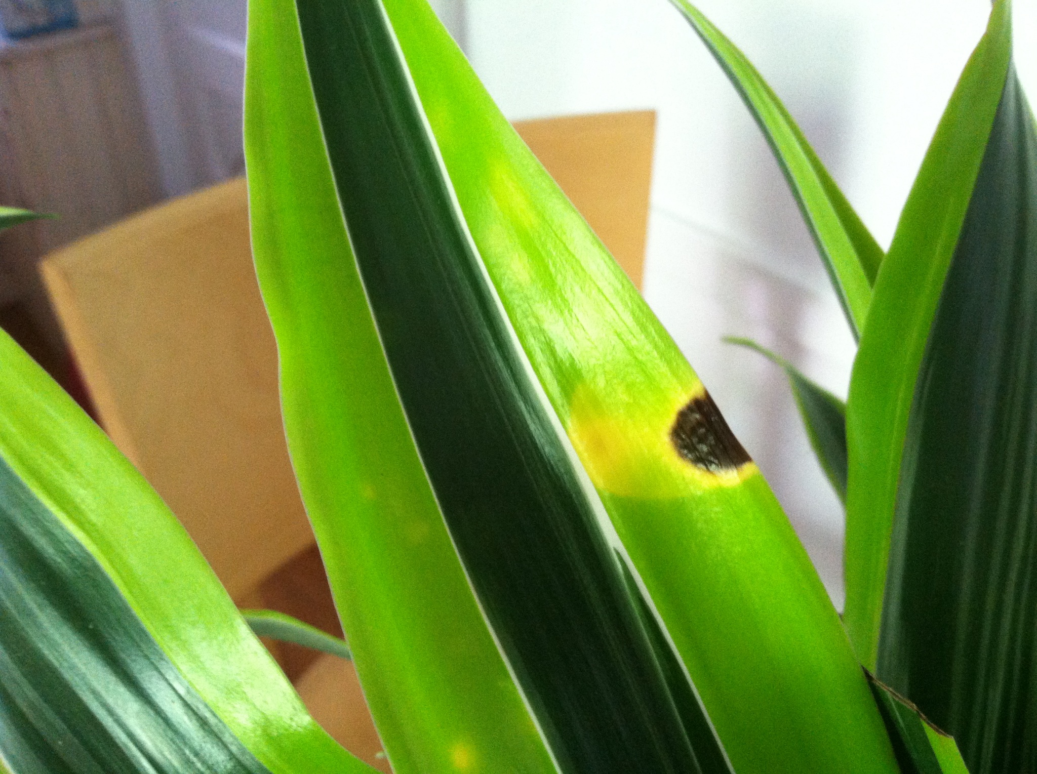 banana leaf plant indoor Abyssinian Banana Palm (Ensete ventricosum) main image 1