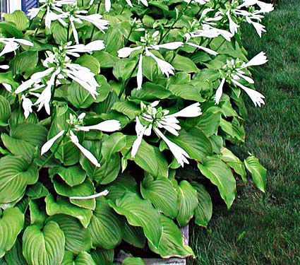 Hosta 'Aphrodite' - White Flower Farm's blog