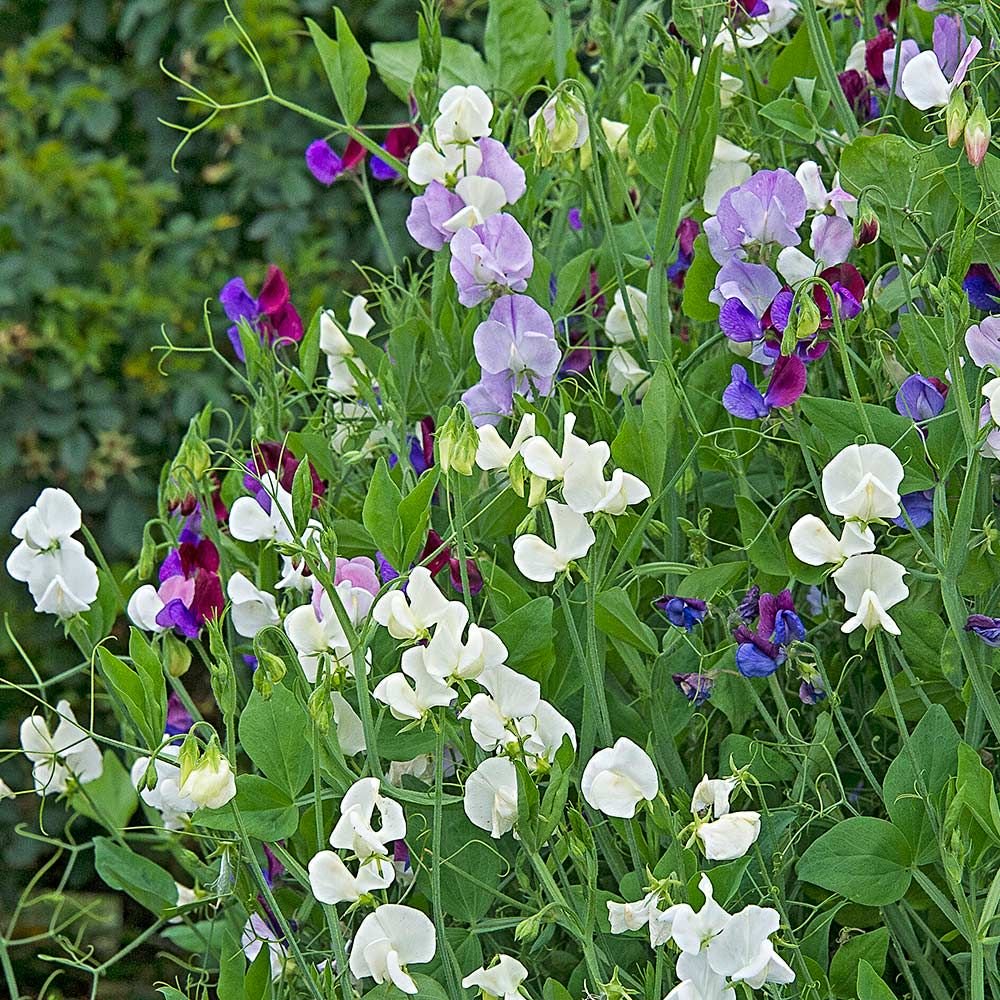A Beginner's Guide to Growing Sweet Peas - White Flower Farm's blog, image size:1000x1000