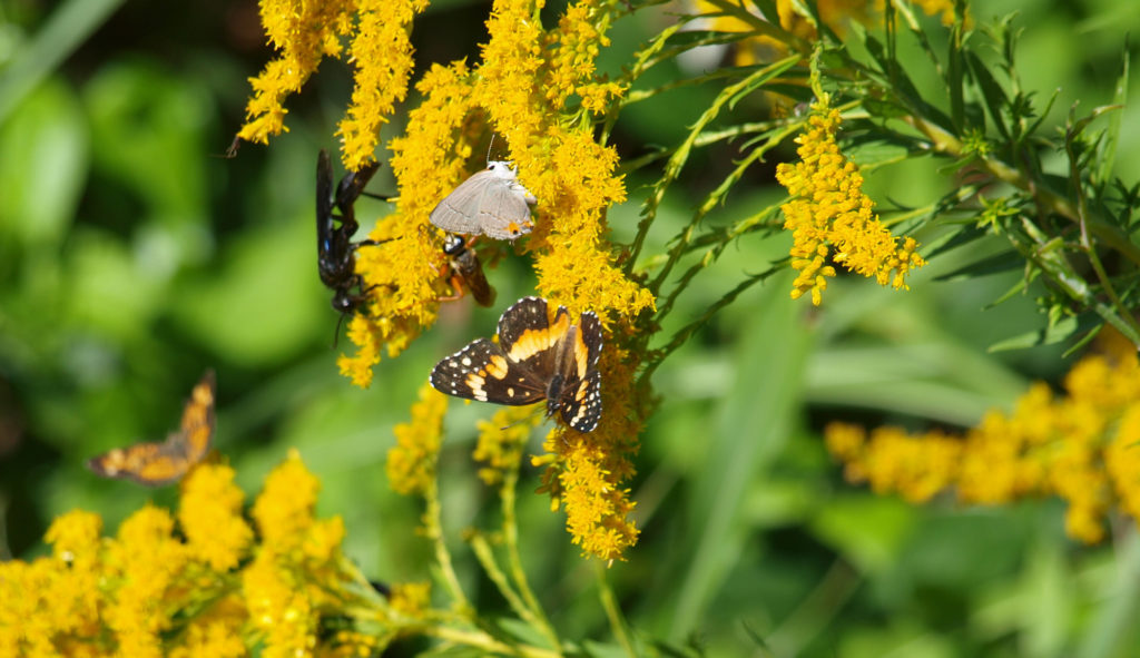 Insects on Goldenrod