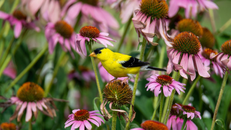 Goldfinch on Echinacea
