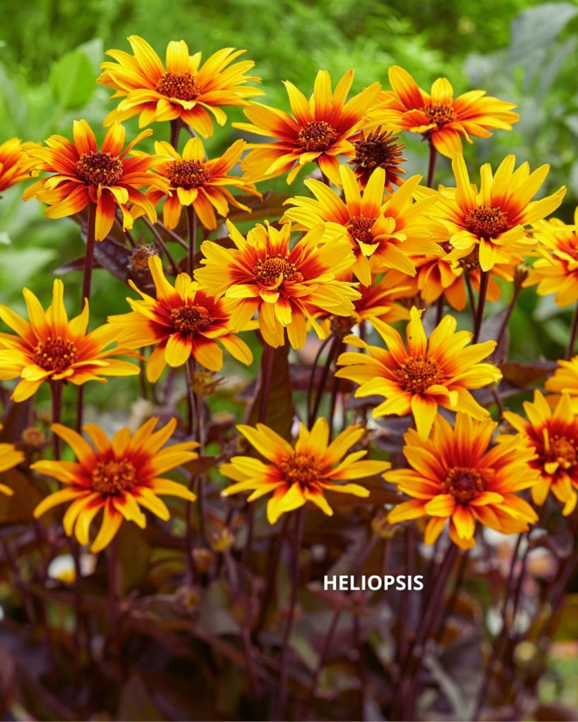 Heliopsis