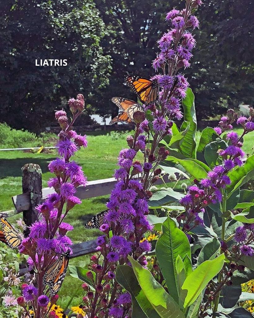 Liatris