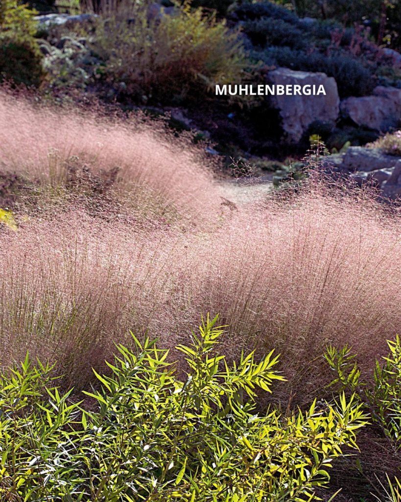 Muhlenbergia