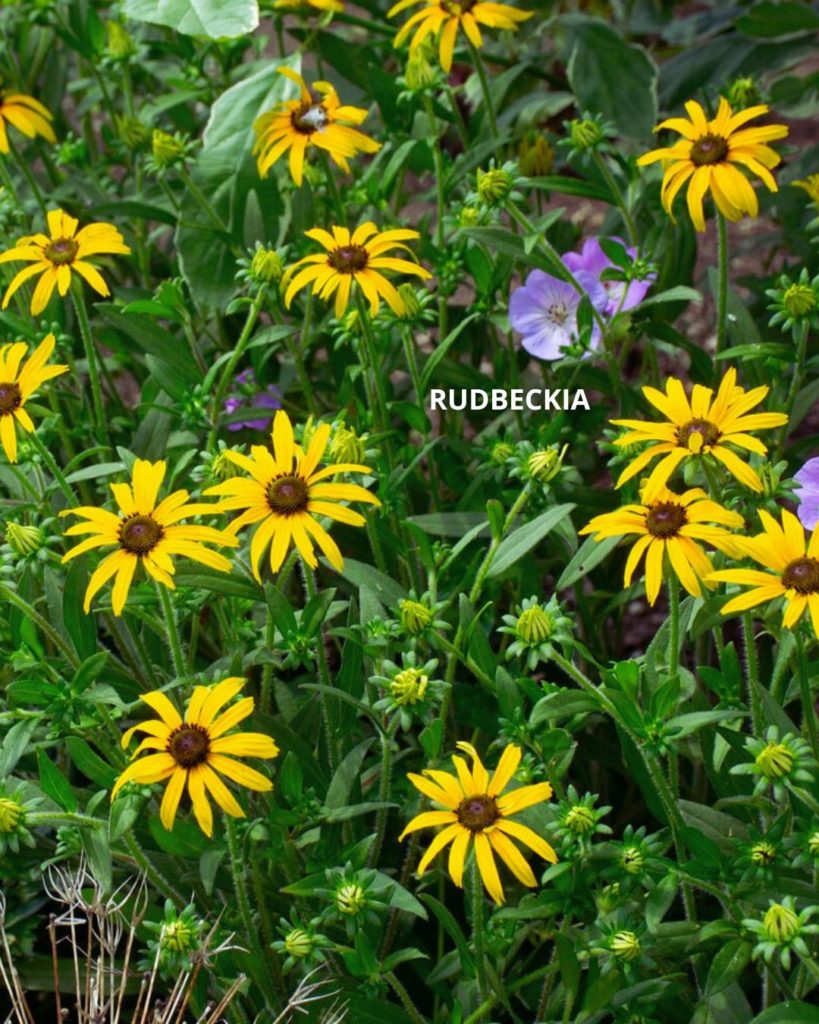 Rudbeckia