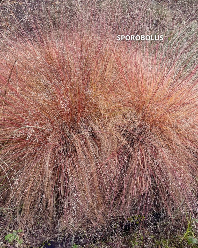 Sporobolus