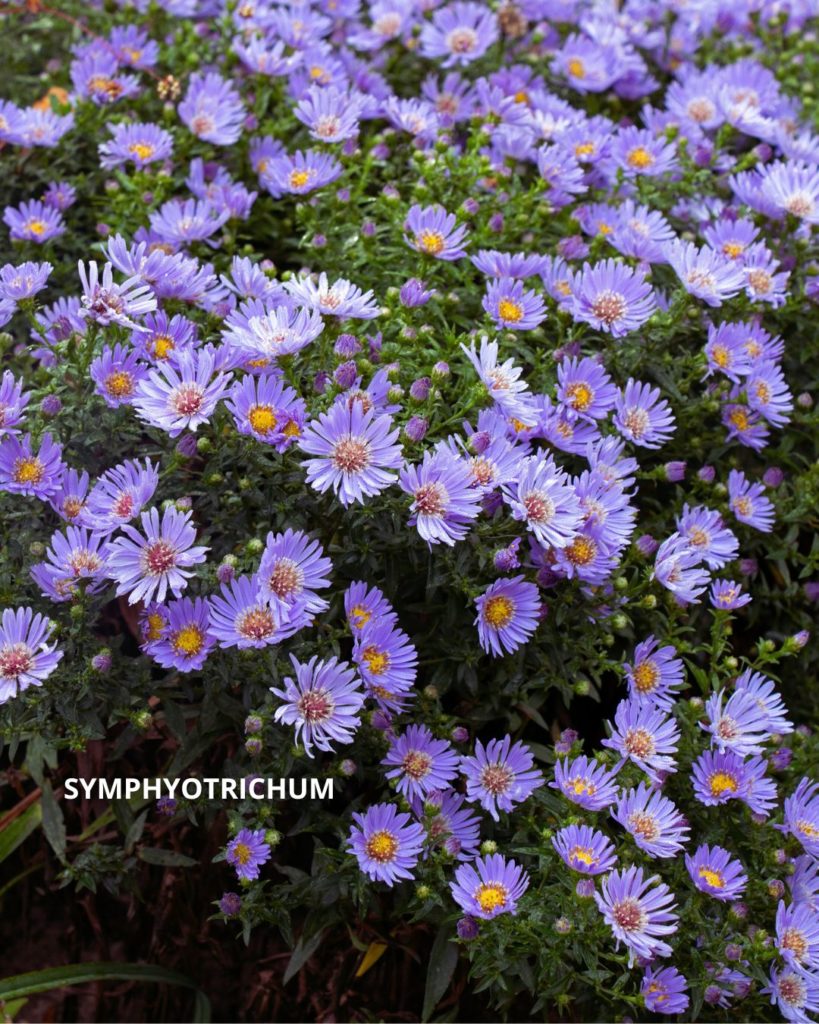 Symphyotrichum