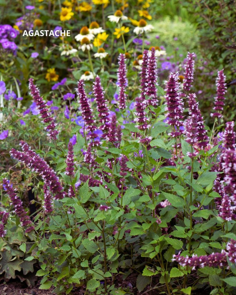 Agastache