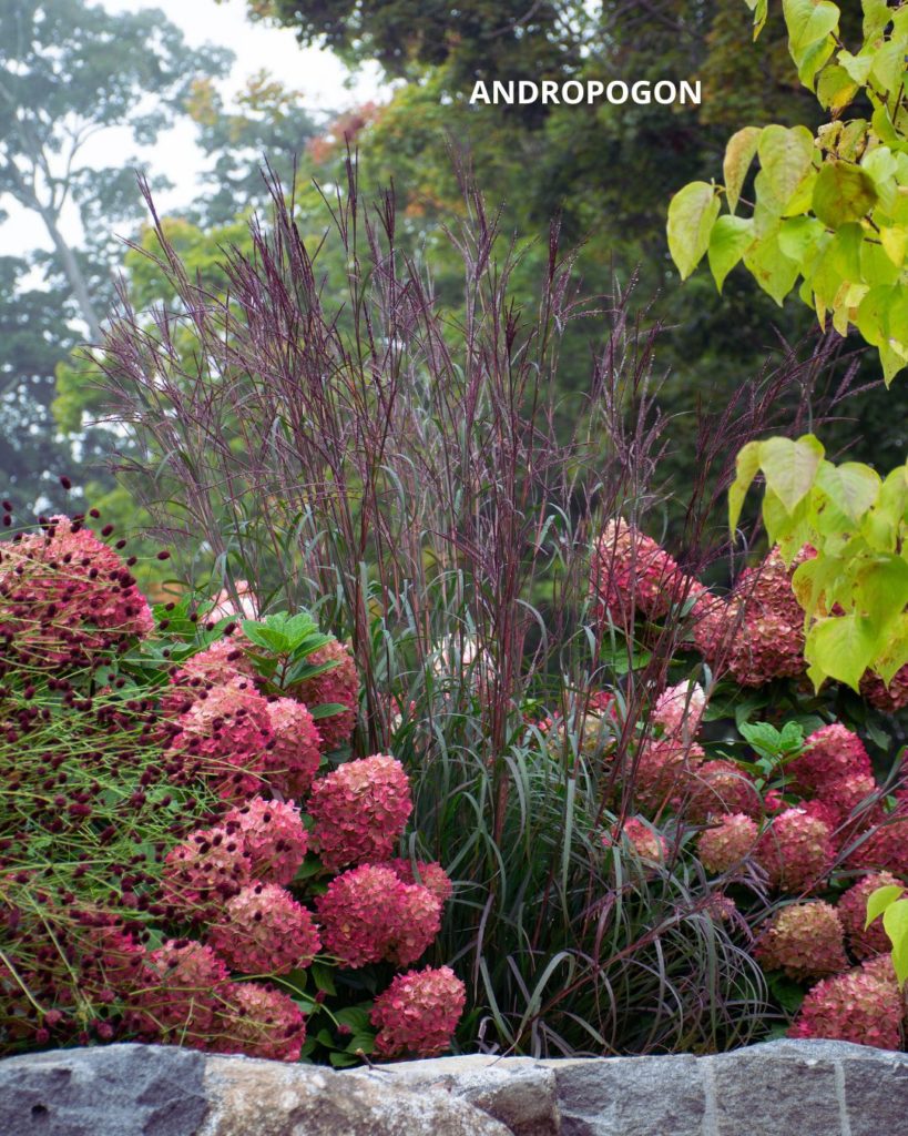 Andropogon