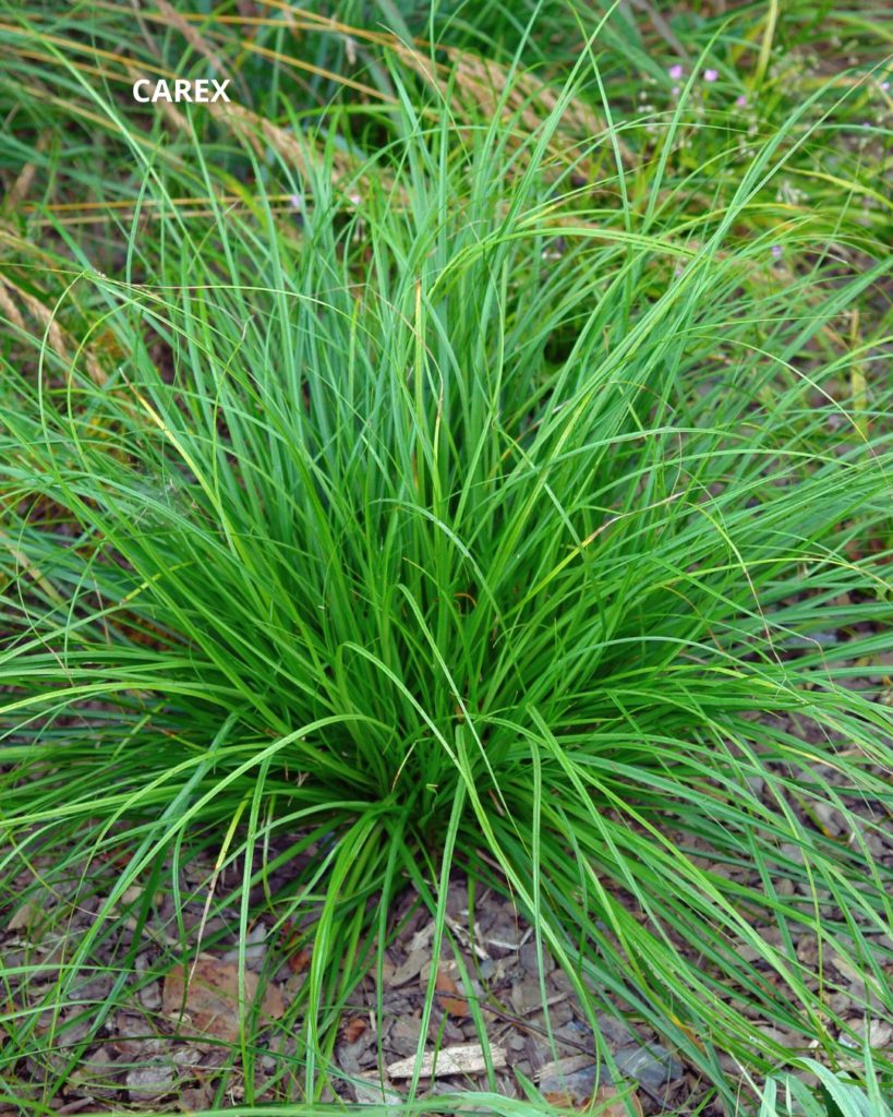 Carex