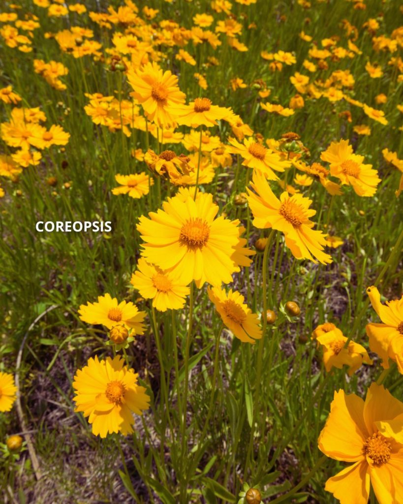 Coreopsis