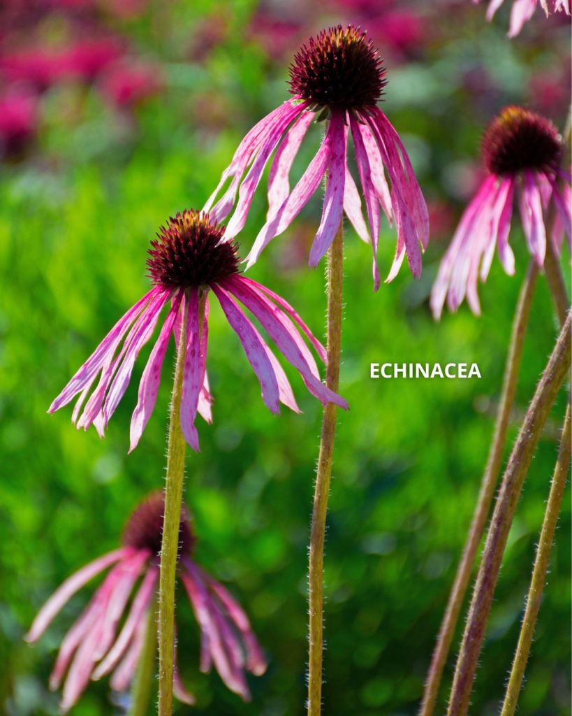Echinacea