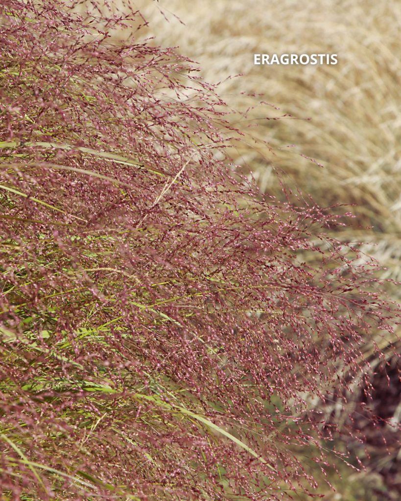 Eragrostis