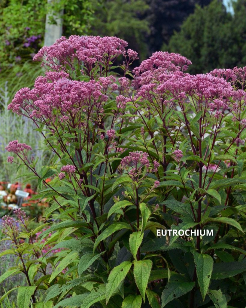 Eutrochium