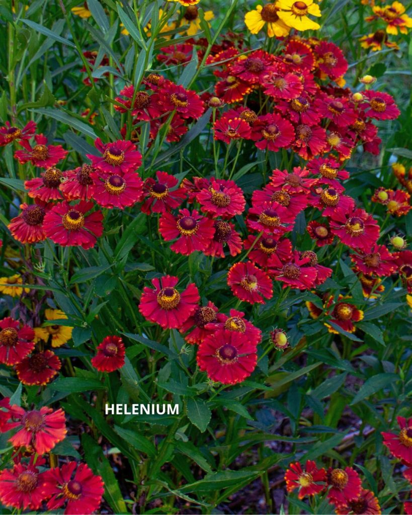 Helenium