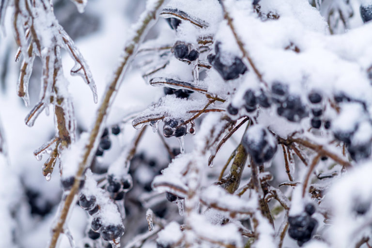 Chokeberry in ice storm
