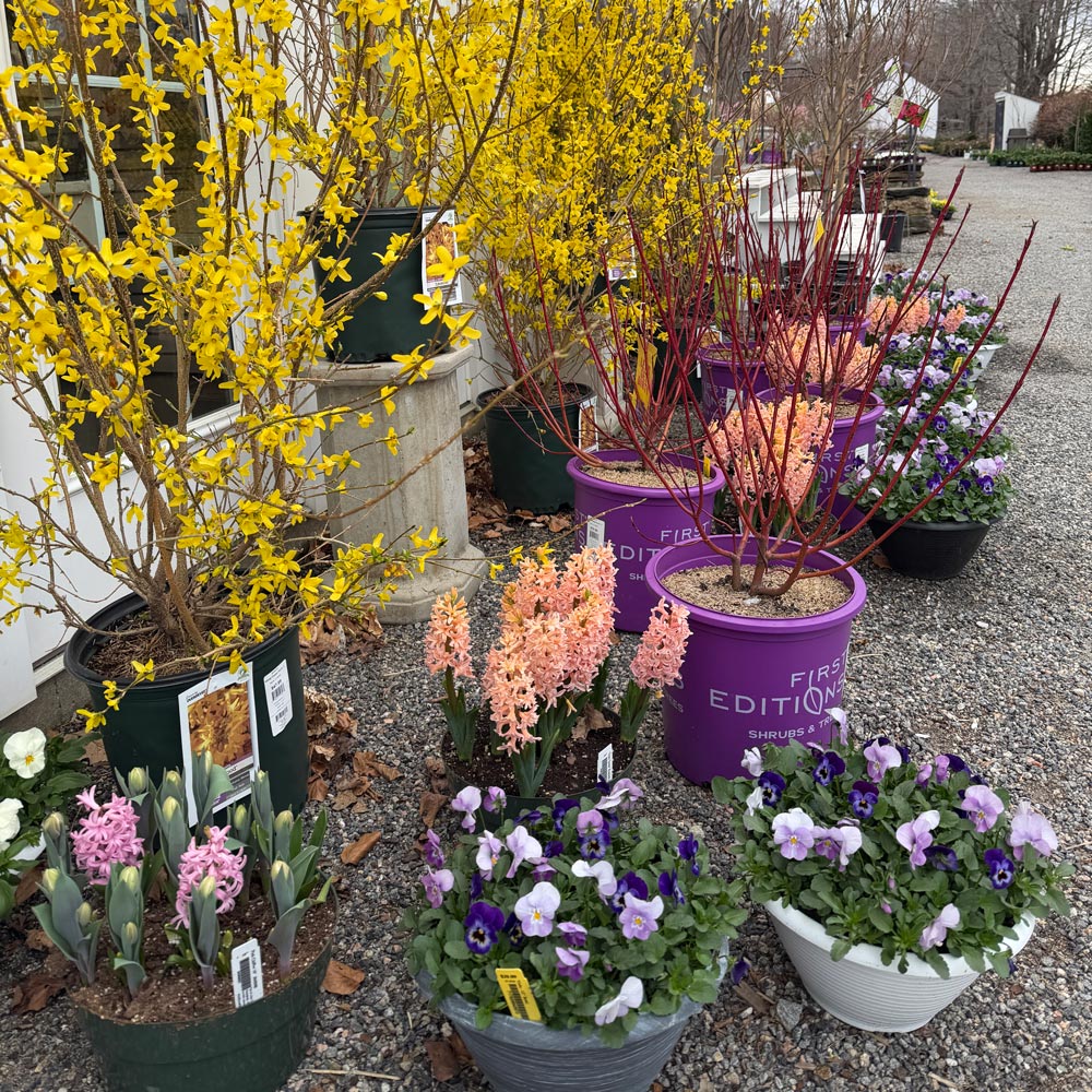 The White Flower Farm Store Is Open for the Season - White Flower