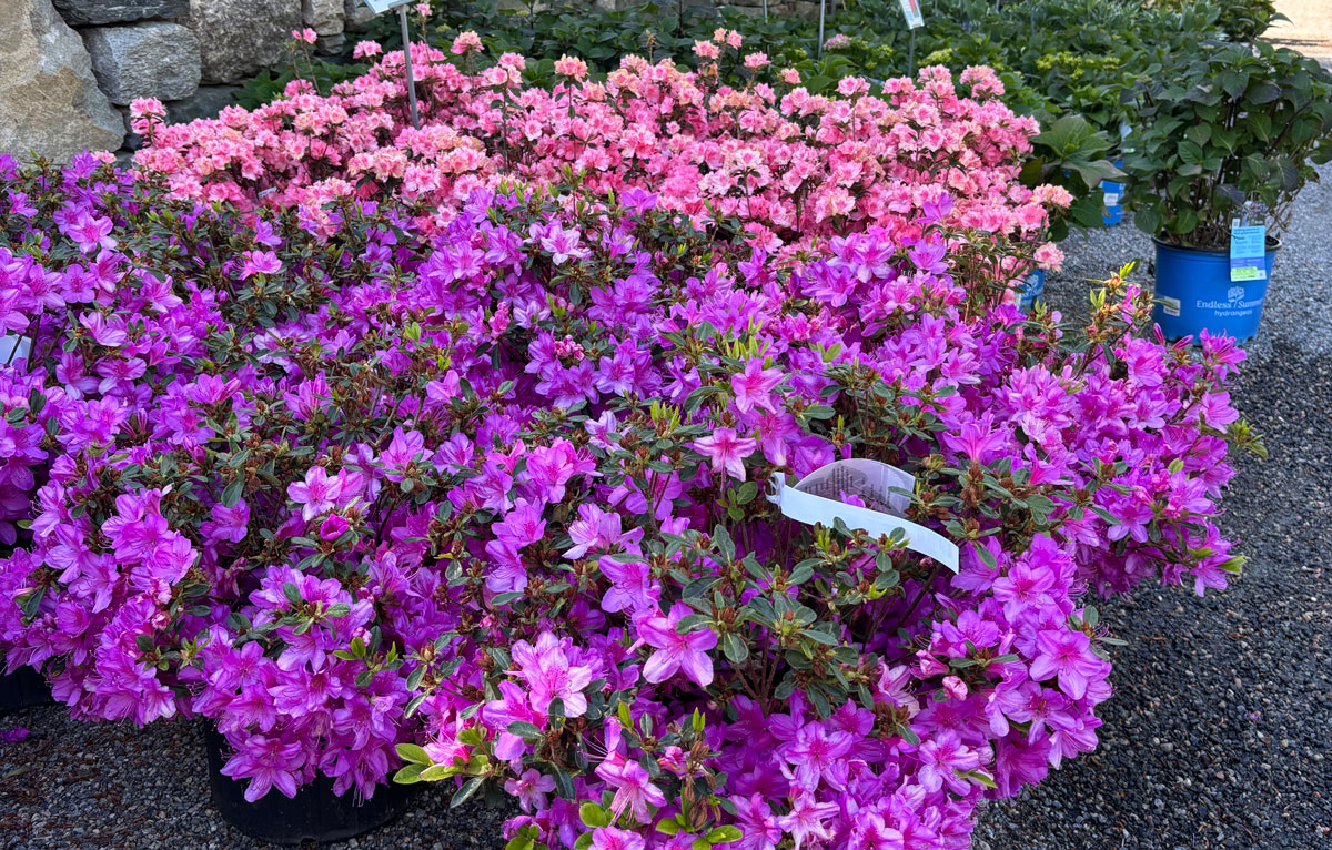 potted_azaleas_horiz - White Flower Farm's blog