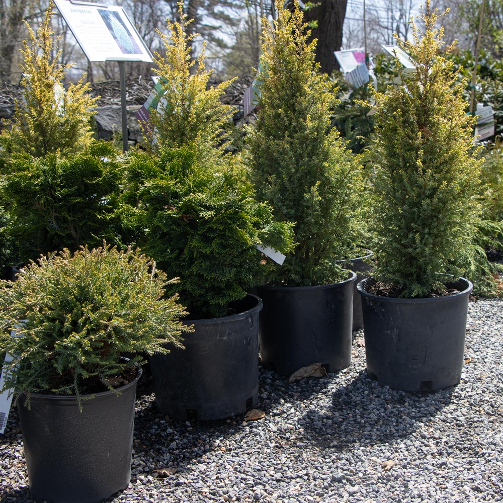 Potted evergreen shrubs at the White Flower Farm store